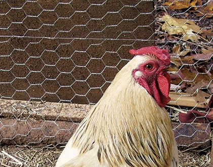 Hexagonal Wire Mesh for Chicken Cage
