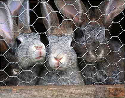 Hexagonal Wire Mesh for rabbit cage