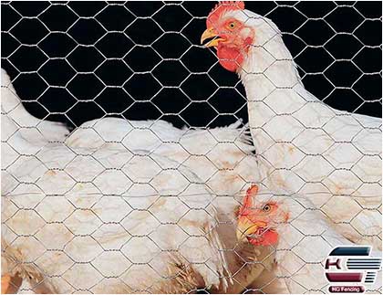 Small hole hexagonal wire mesh, Chicken Wire Mesh