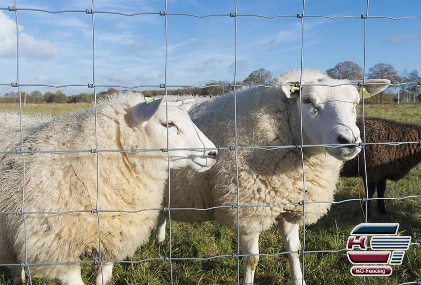 Field Fence for Goat Fence