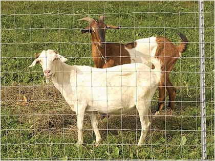 Goat and Sheep Fence with Field Fence