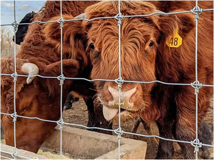 Cattle Fence with Field Fence