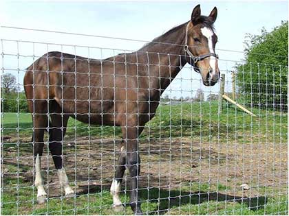 Horse Fence with Field Fence