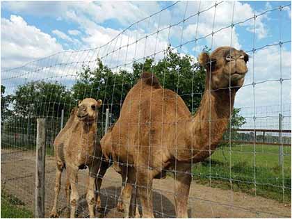 llamas Fence with Field Fence