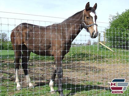 Field Fencing for horse fence