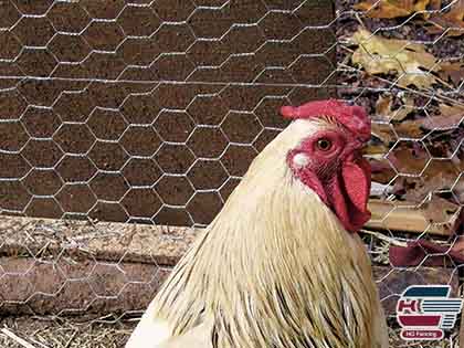 Hexagonal Chicken Mesh