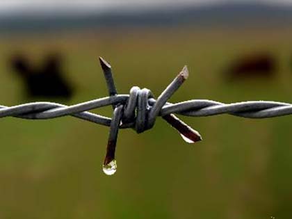 Conventional twist barbed wire