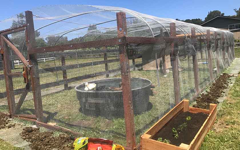 Galvanised welded wire mesh is used for cage penning of chickens and ducks