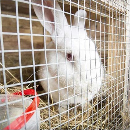 Stainless steel welded wire mesh is used for raising rabbits