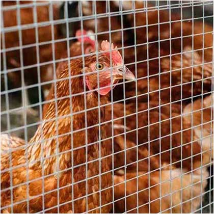 3 types of poultry mesh fencing and how to choose？ Price