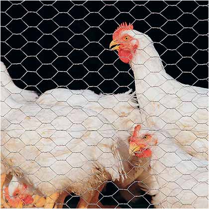 Chicken wire mesh fencing used as poultry mesh fencing