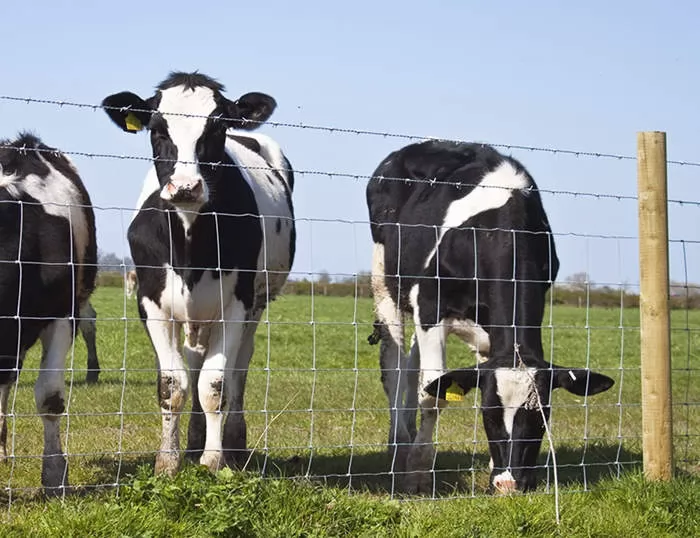 Cattle Fencing Cattle Fence with Field Fence