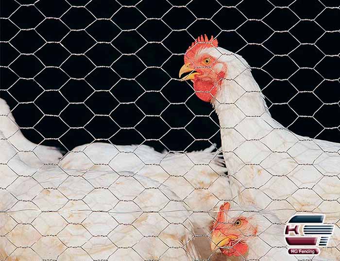 Introduction to Hexagonal Chicken Mesh: A Versatile Wire Mesh for Animal Enclosures