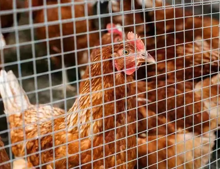 Hardware Cloth and Welded Wire Mesh used as a poultry fences