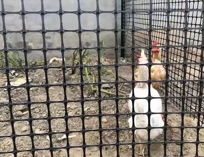 Plastic Chicken Wire and Poultry Fencing